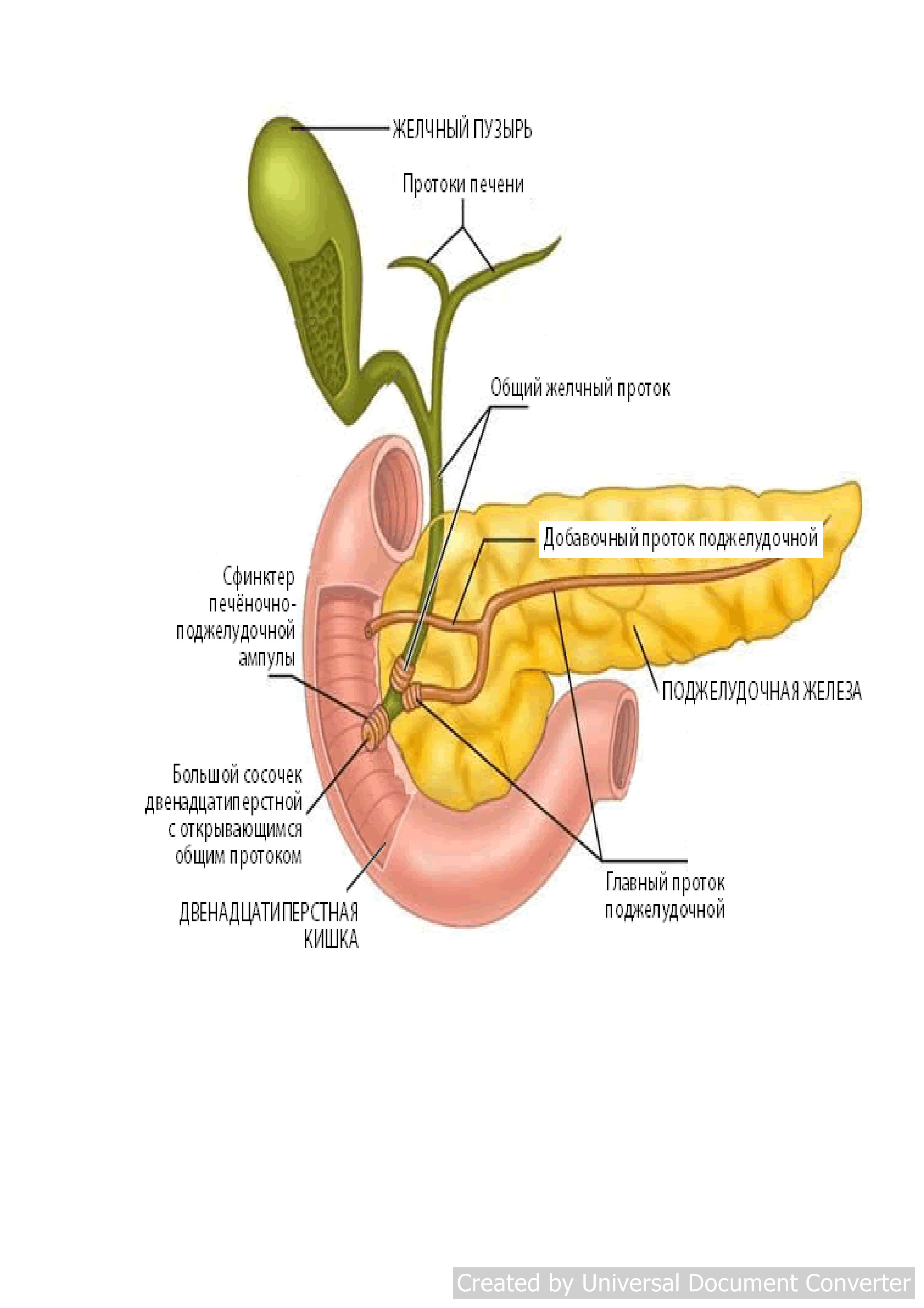 Желчные протоки анатомия человека схема расположения